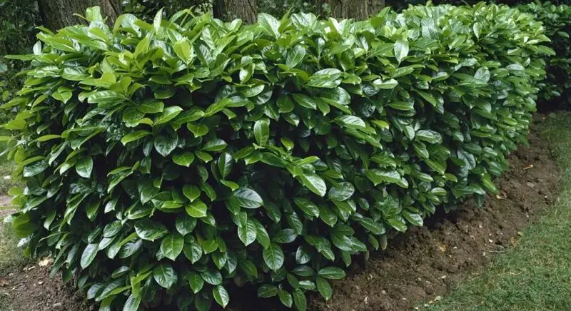 Jaka ziemia do laurowiśni? Idealne podłoże i pielęgnacja