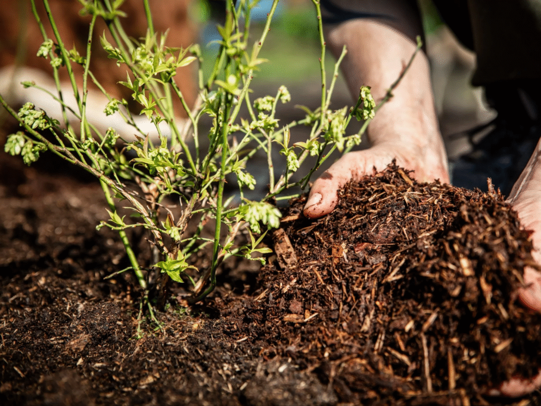 Jaka ziemia pod borówki? Przygotowanie gleby pod borówkę amerykańską - poradnik dla udanej uprawy