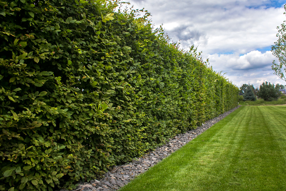 Jakie krzewy na żywopłot wybrać? Przewodnik po najlepszych gatunkach do Twojego ogrodu