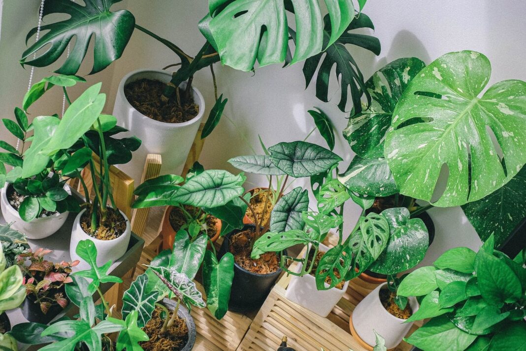 Jakie kwiaty lubią fusy z kawy? Przewodnik dla ogrodników