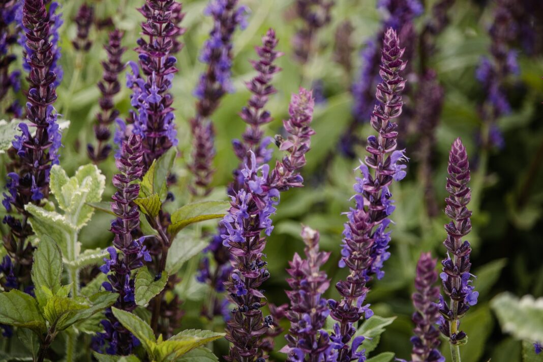 Jakie właściwości ma szałwia? Naturalne wsparcie dla zdrowia i dobrego samopoczucia