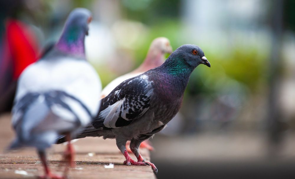 Jakiego zapachu nie lubią gołębie? Skuteczne naturalne odstraszacze