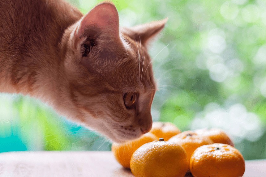 Jakiego zapachu nie lubią koty? Poznaj aromaty, których Twój pupil woli unikać