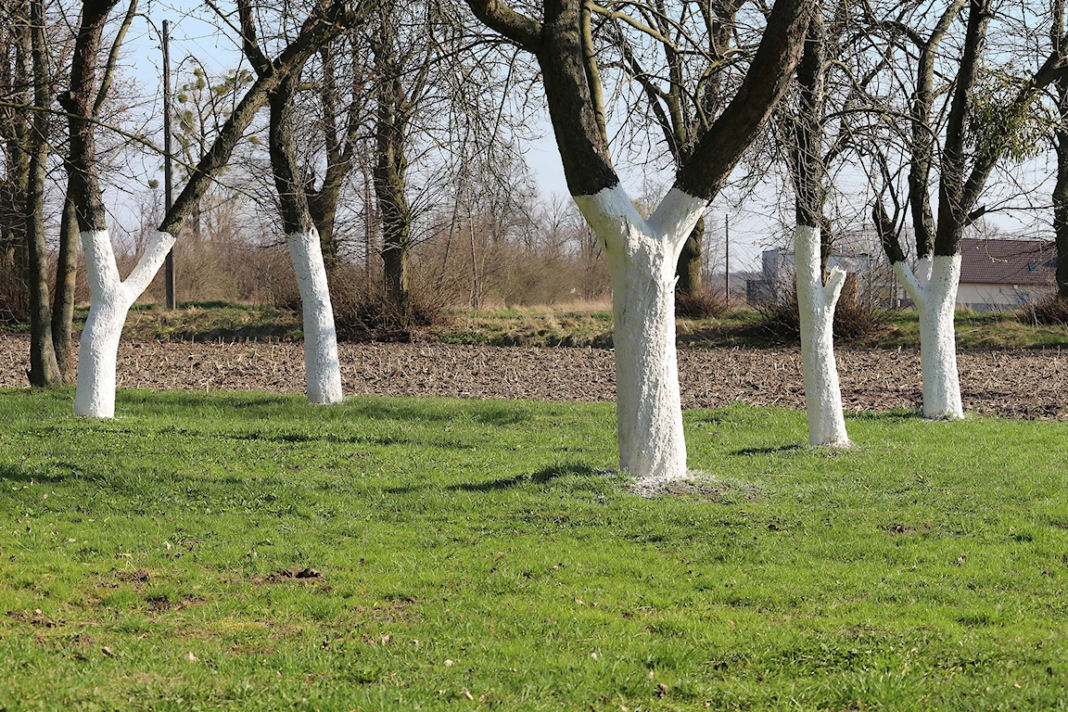 Jakie drzewa i krzewy bielimy? Praktyczny poradnik ochrony kory